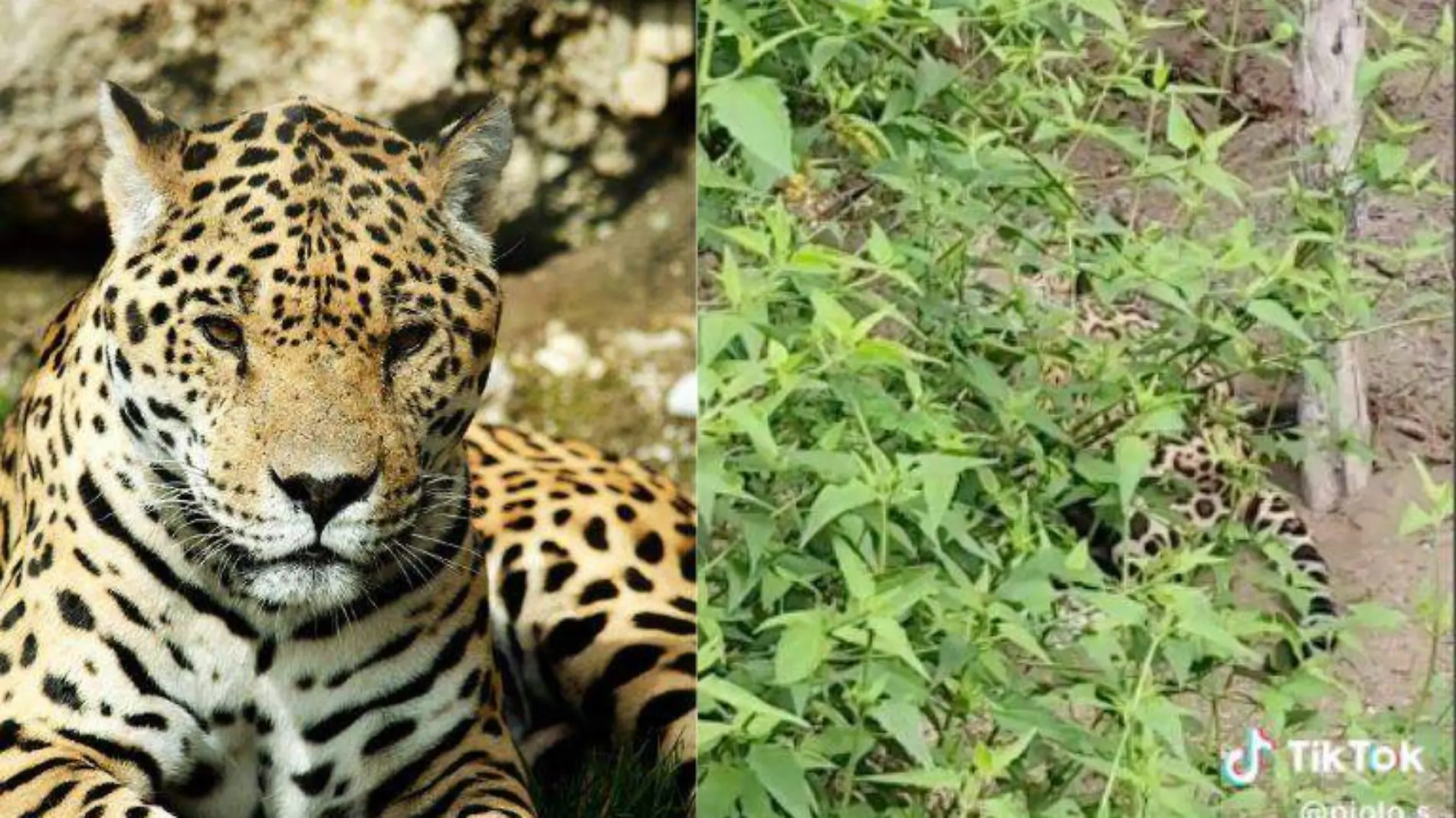 Jaguar sorprende a paseante en Jiménez Tamaulipas 